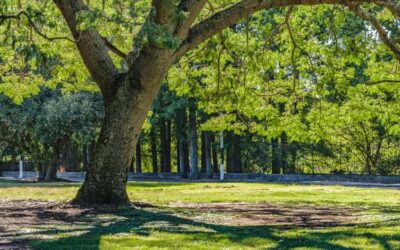 Parks in Carrollton TX Perfect for Outdoor Events
